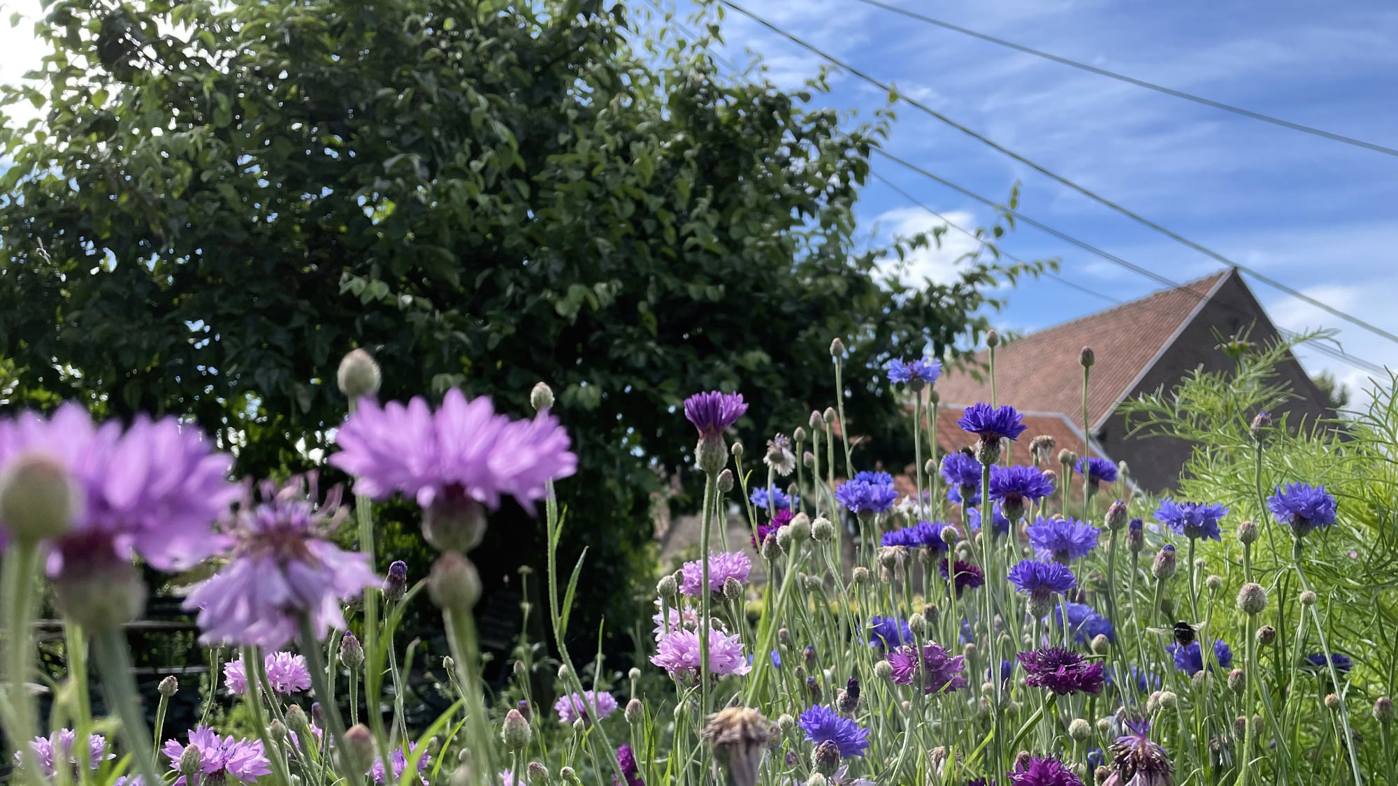 Le Bakhuis vu à travers un champ de fleurs d'été