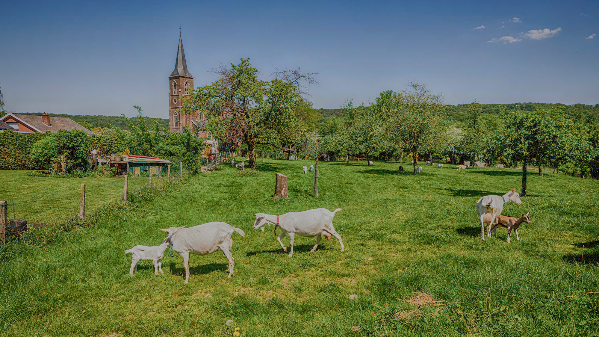Les chèvres paissent dans le pré derrière Mostert Hoeve.