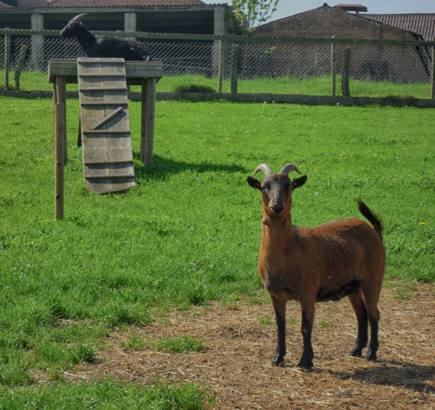 Kinderboerderij met geitje van Vakantieverblijf Schophemmerhoeve