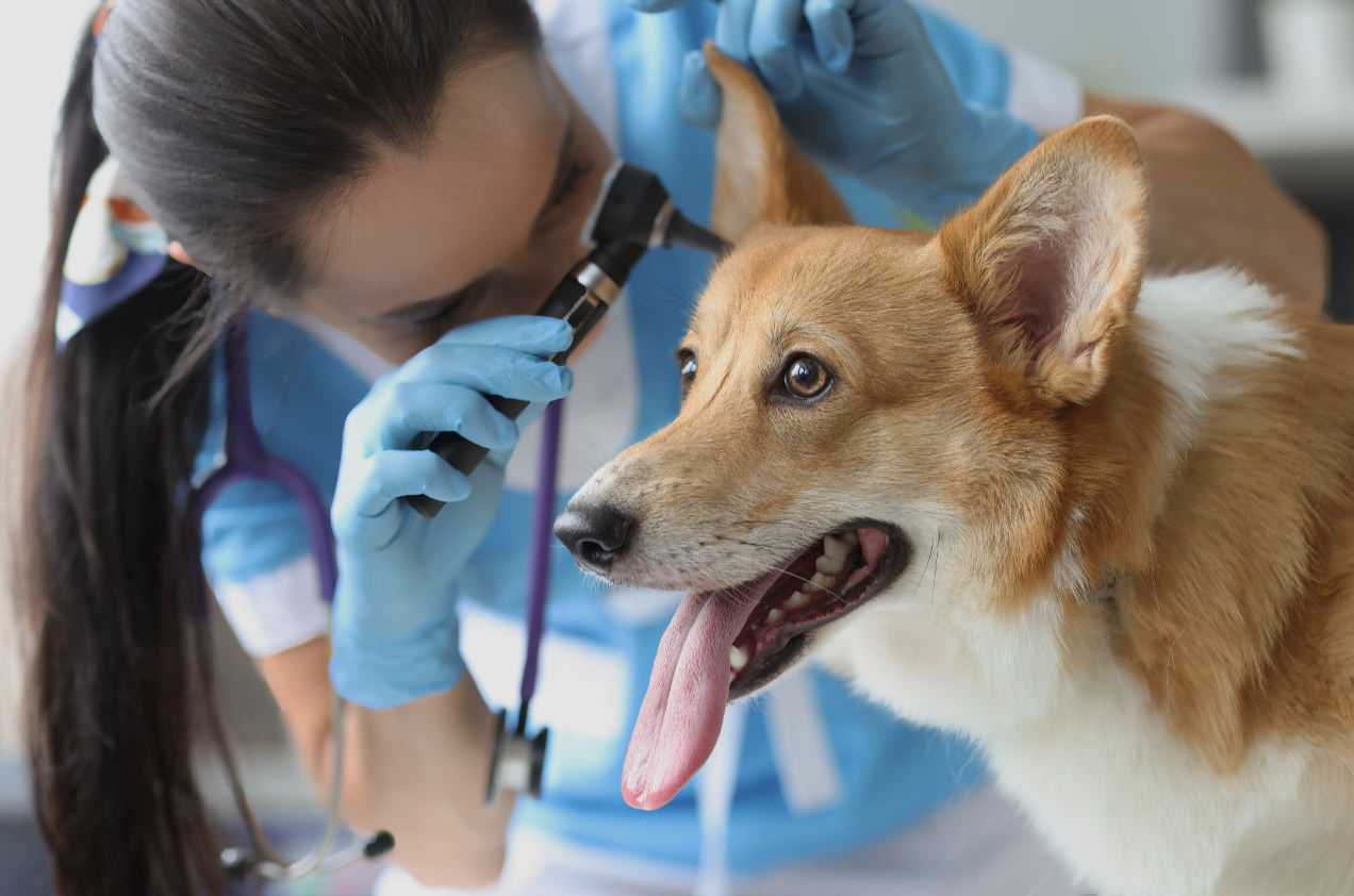 Eine Tierärztin behandelt einen Hund