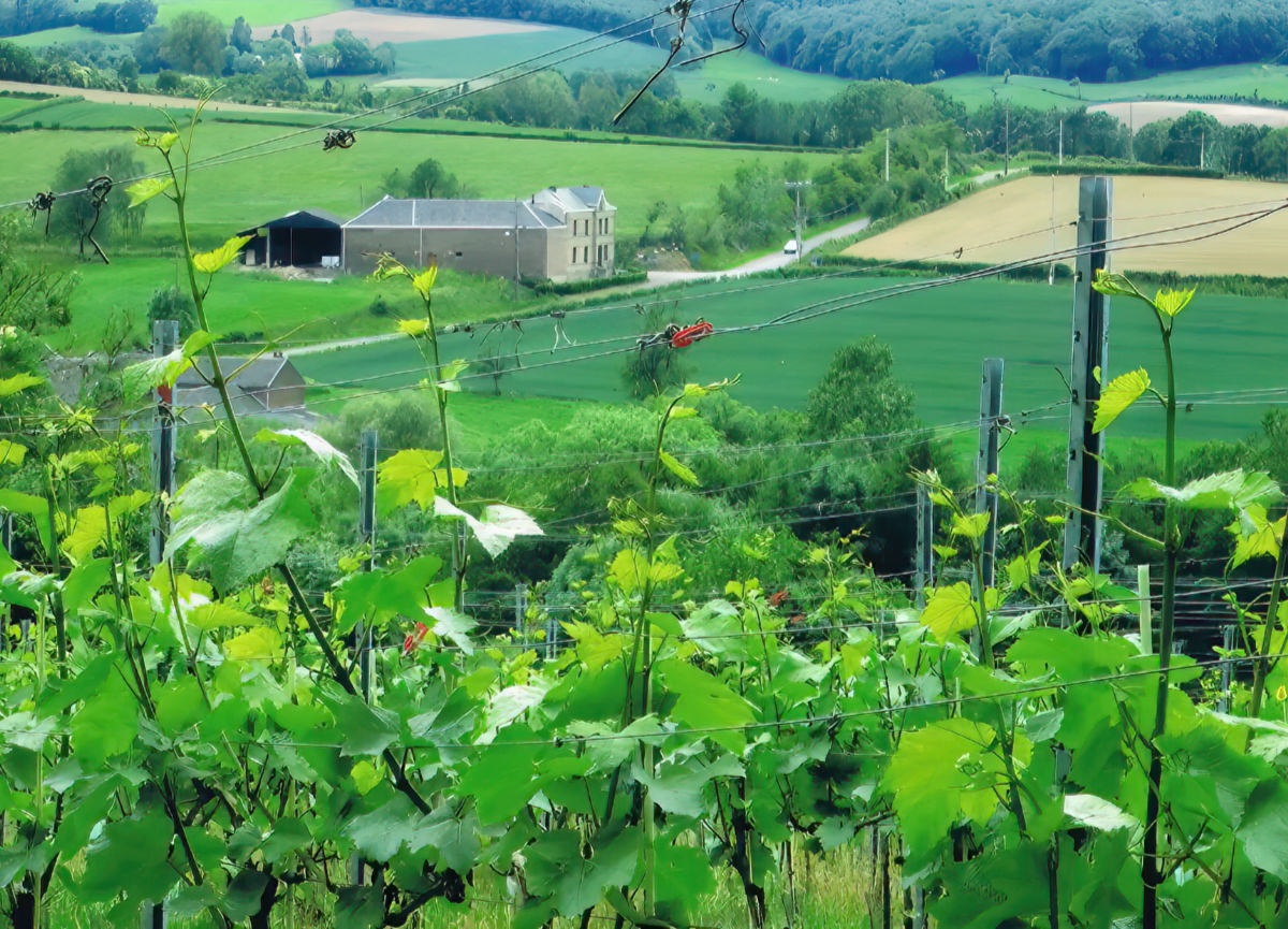 Total image of Crutsberg Wine Estate Voerstreek Belgium