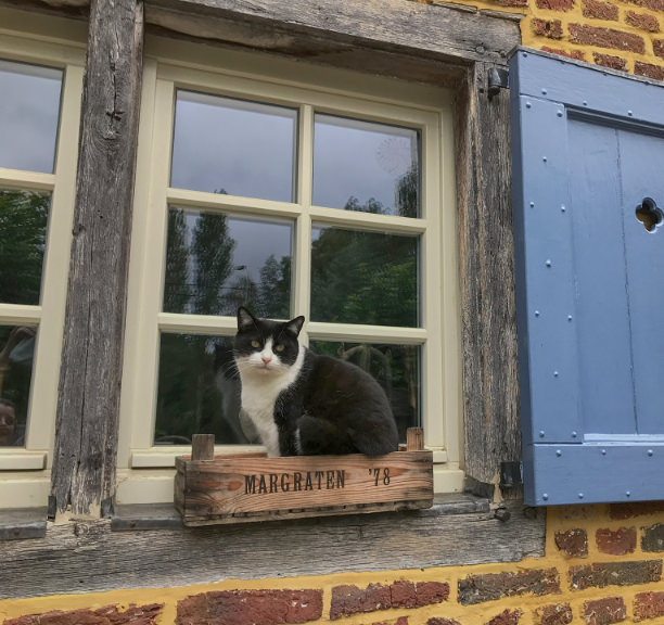Cat sits on windowsill at Hoeve de Witte Gans