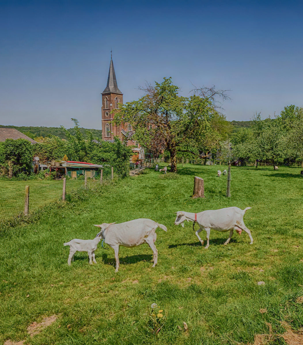 The goats of Mostert Hoeve