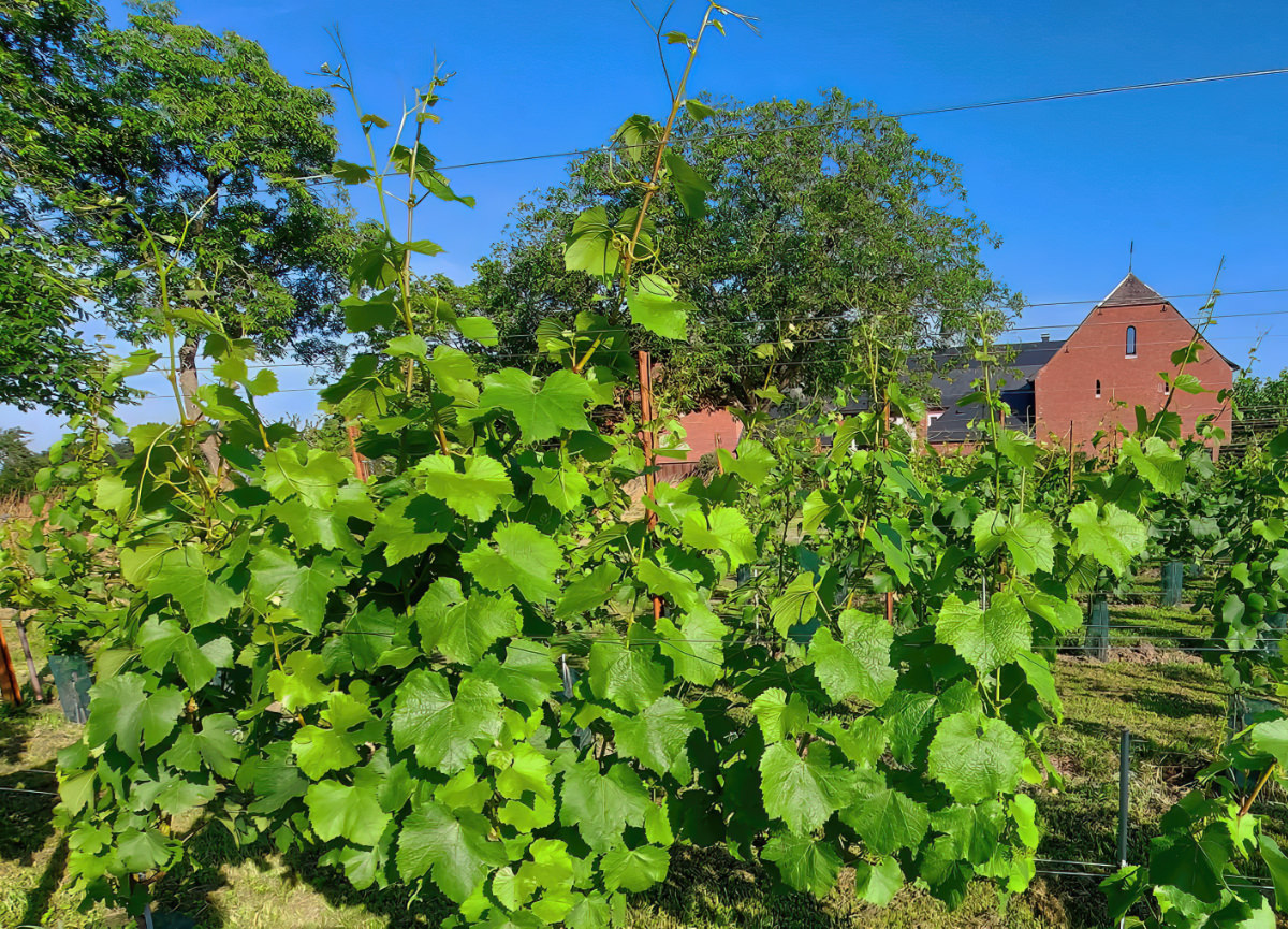 Wine terrace and shop Voerstreek Belgium