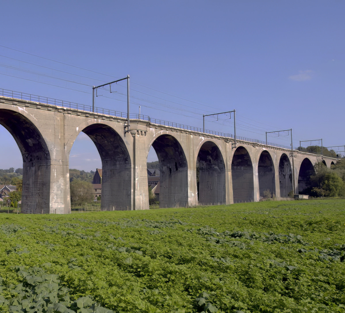 Petite photo de Fouron-Saint-Martin se nourrissant dans la région de Voer en Belgique