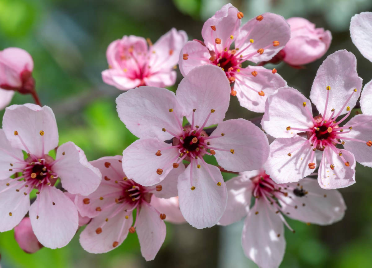 Kirschblüte in der Voer-Region