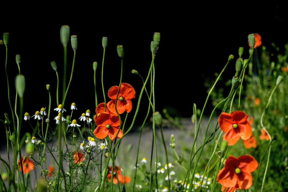 PhotoPhoto Ferdinand Mijnendonckx