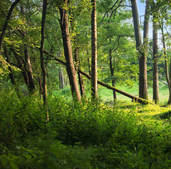 Very old forests in the Voer region