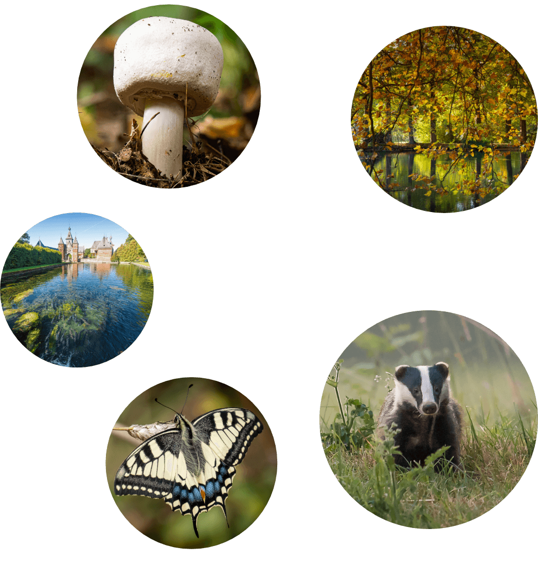 Foto collage van natuur elementen in de Voerstreek zoals paddenstoelen, dassen, bossen en vlinders in mooie kleuren