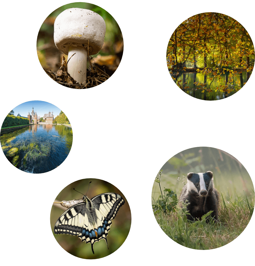 Fotocollage von Naturelementen in der Voer-Region wie Pilzen, Dachsen, Wäldern und Schmetterlingen in wunderschönen Farben