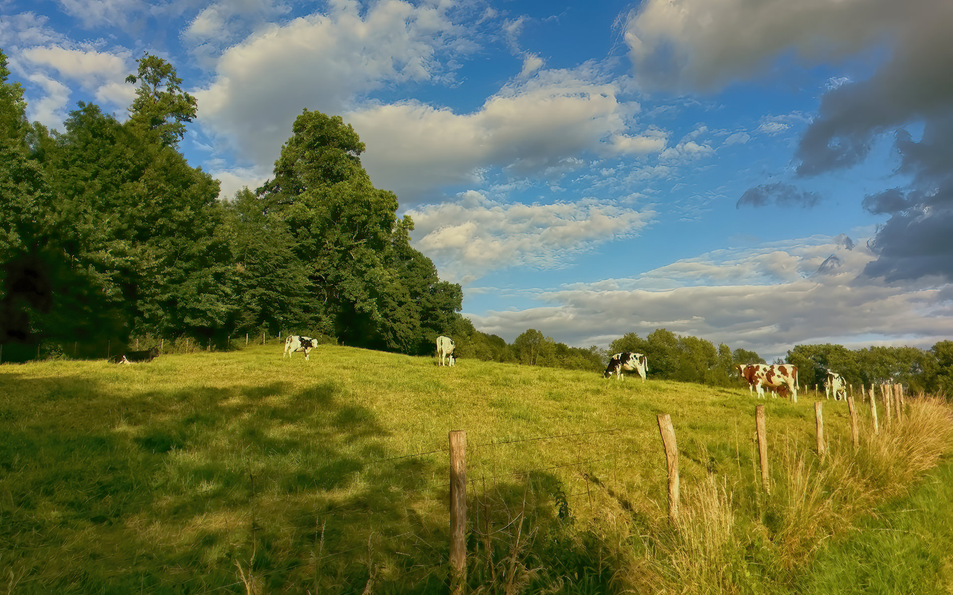 Teuven in der Voer Region mit grasenden Kühen