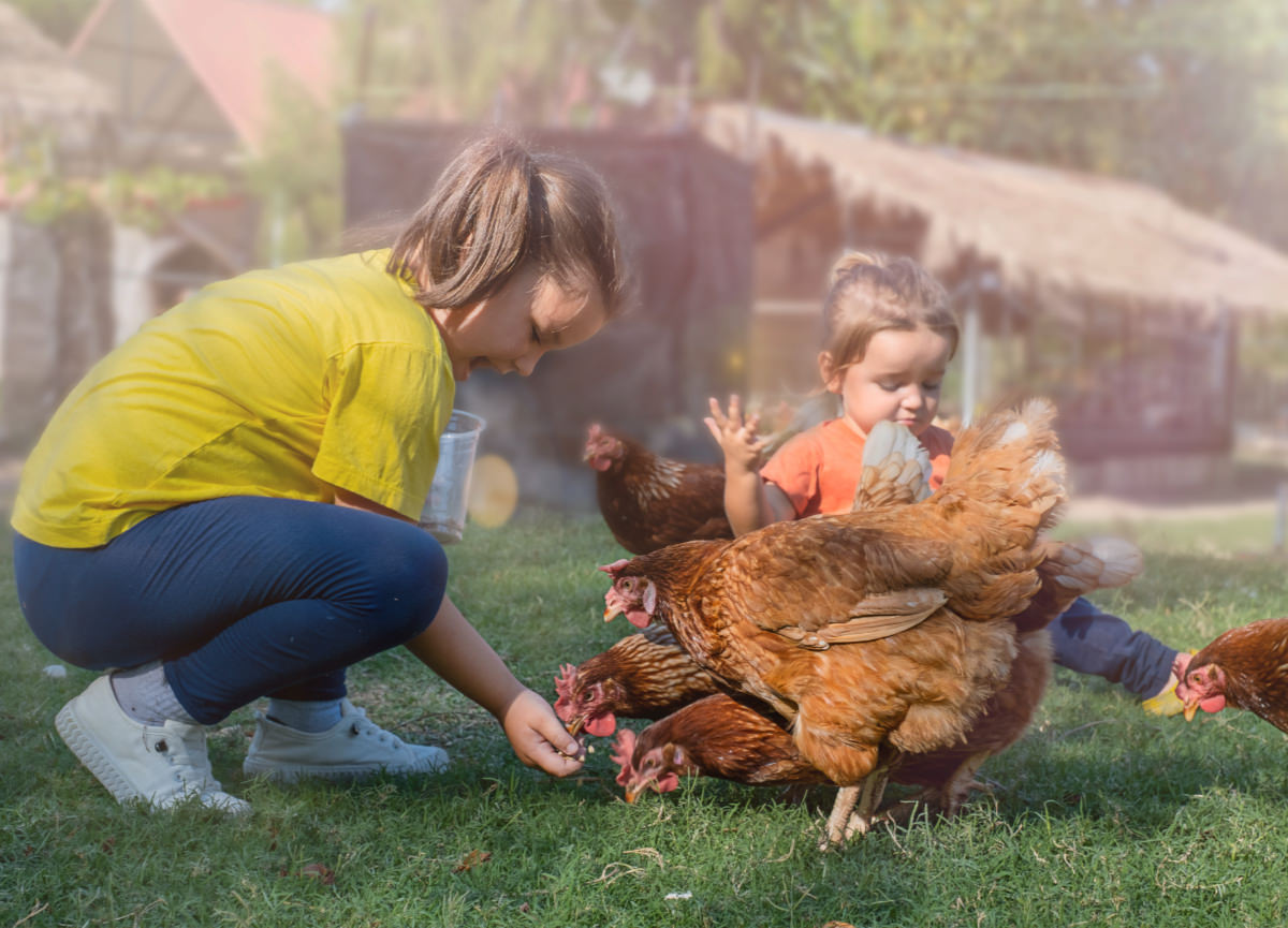 De Grubbe petting zoo