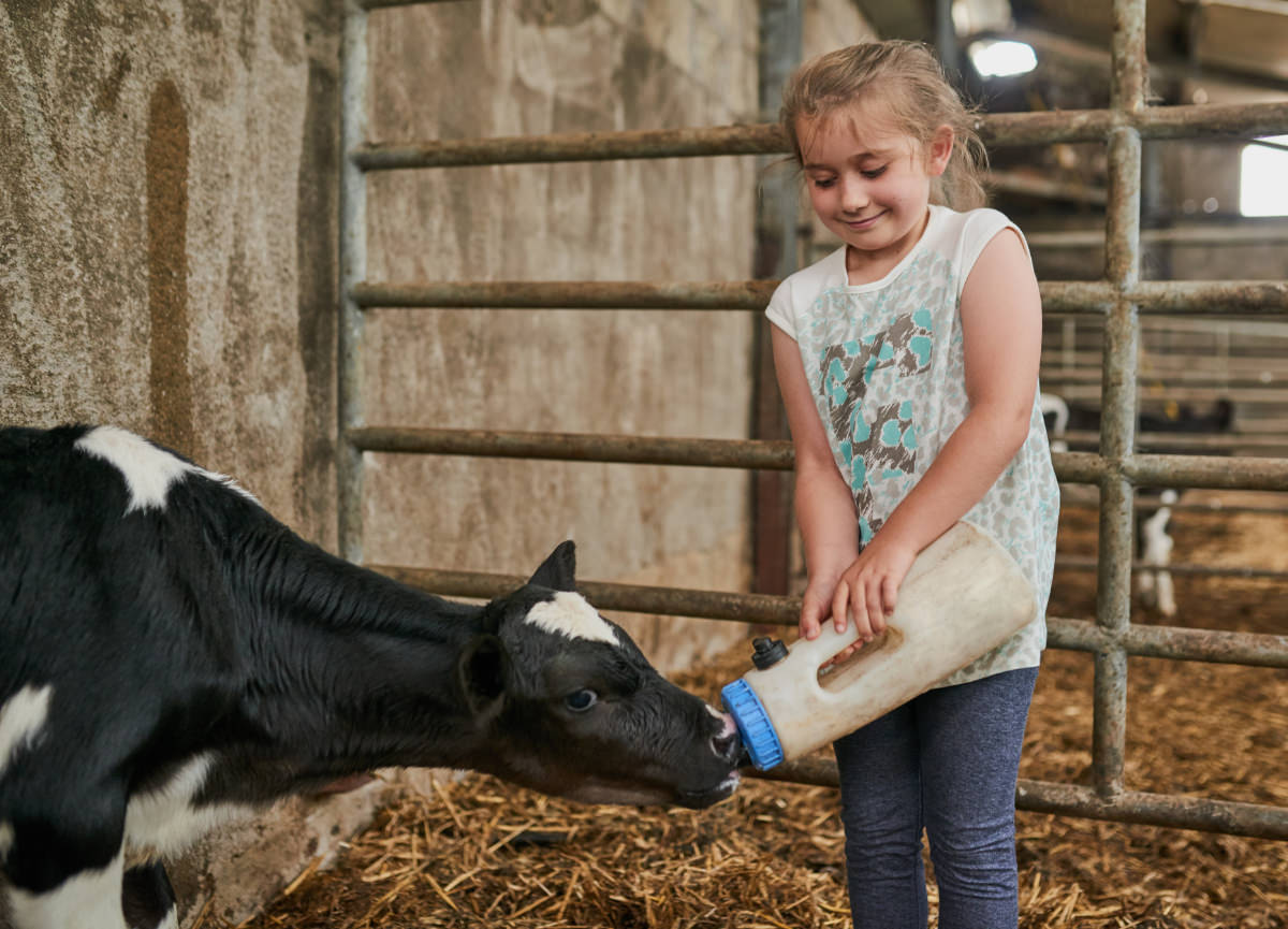 Green Valley Kühe für Kinder betreuen und melken