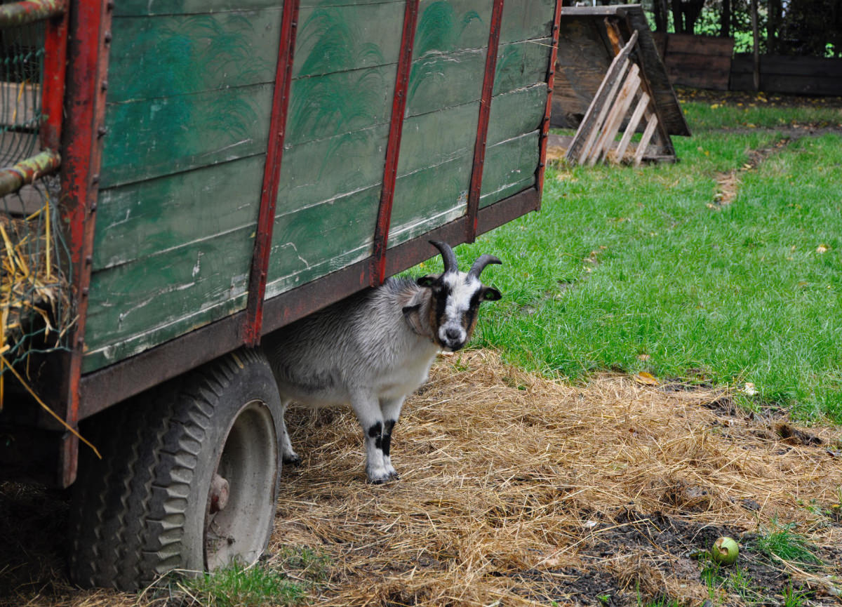 Kinderboerderij Ut Buske