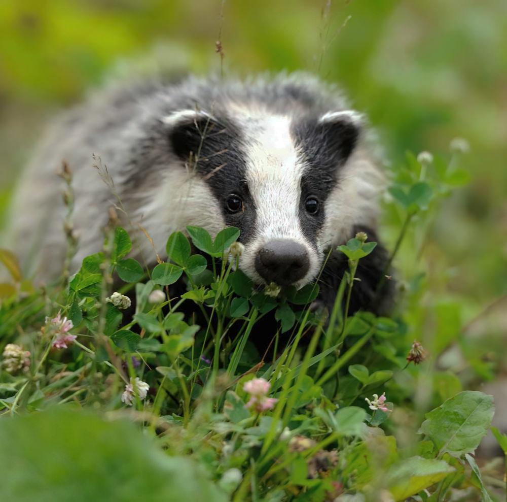 A badger comes out of its hole in the Voer region of Belgium