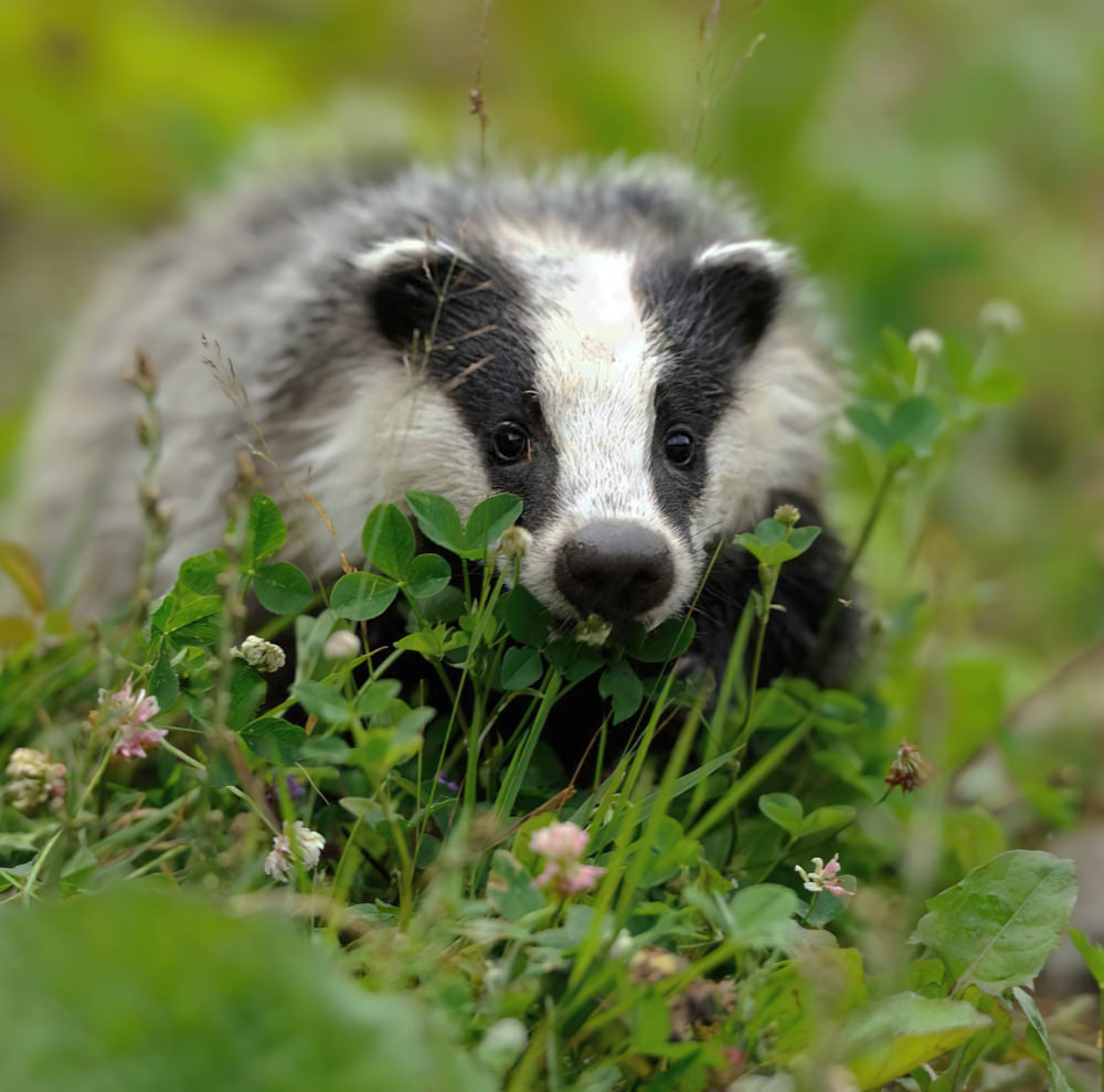 Un blaireau sort de son trou dans la région de Voer en Belgique