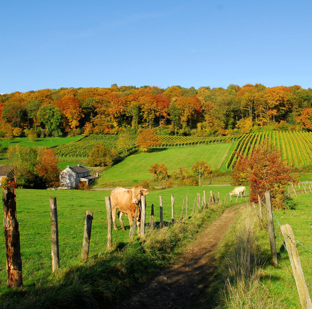 Hilly landscape with cows in De Voerstreek Belgium