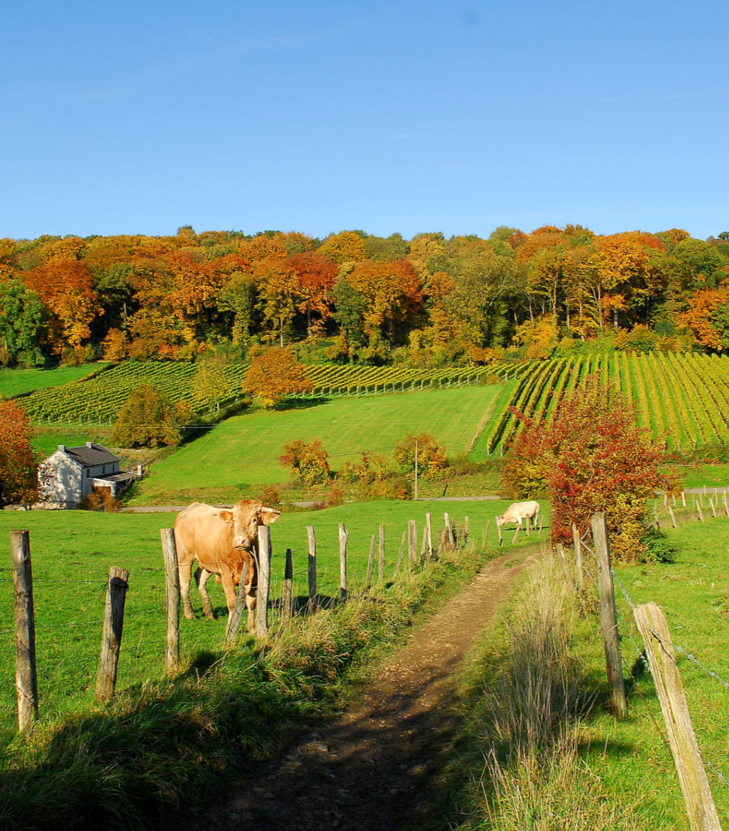 Koeien in de Voerense heuvels